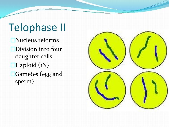 Telophase II �Nucleus reforms �Division into four daughter cells �Haploid (1 N) �Gametes (egg