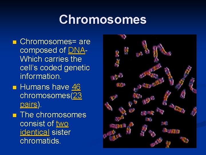 Chromosomes n n n Chromosomes= are composed of DNAWhich carries the cell’s coded genetic