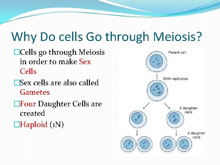 Why Do cells Go through Meiosis? �Cells go through Meiosis in order to make