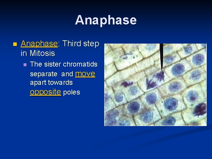 Anaphase n Anaphase: Third step in Mitosis n The sister chromatids separate and move