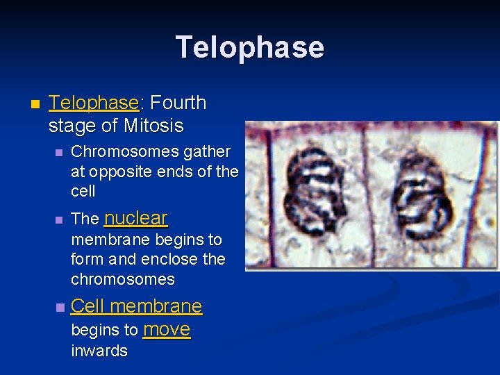 Telophase n Telophase: Fourth stage of Mitosis n n n Chromosomes gather at opposite