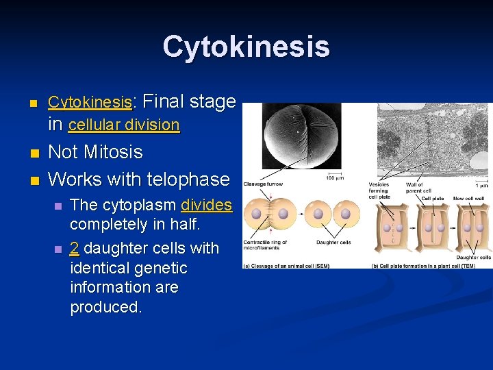 Cytokinesis n n n Cytokinesis: Final stage in cellular division Not Mitosis Works with