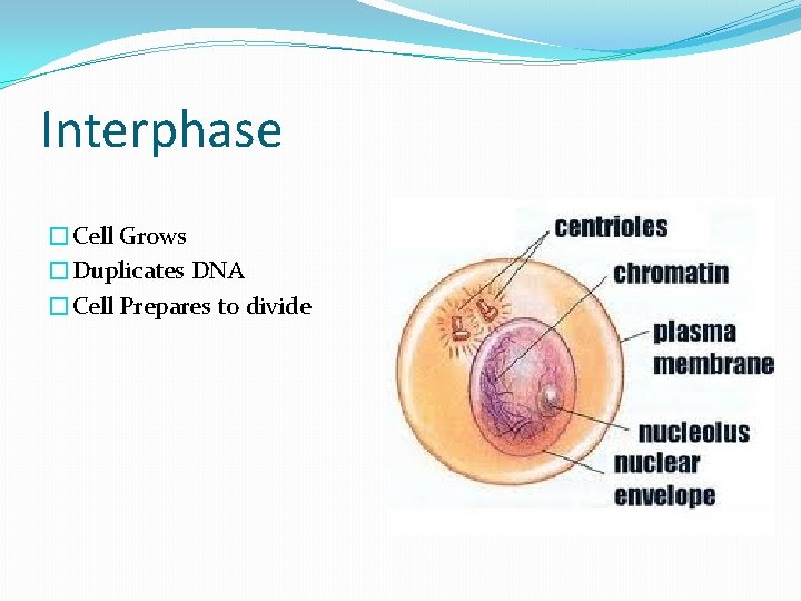 Interphase �Cell Grows �Duplicates DNA �Cell Prepares to divide 