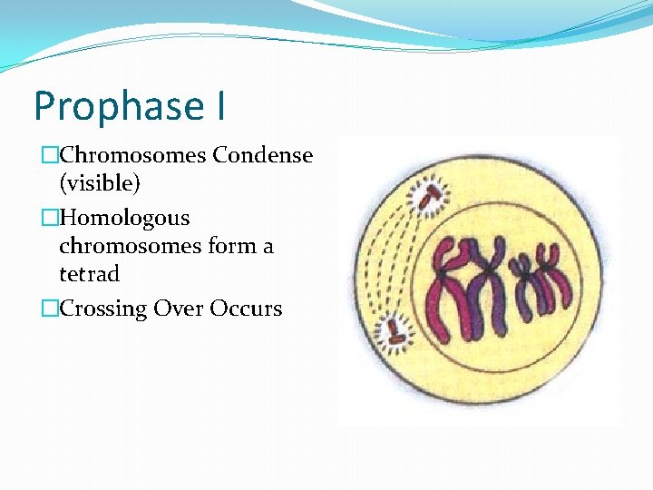 Prophase I �Chromosomes Condense (visible) �Homologous chromosomes form a tetrad �Crossing Over Occurs 