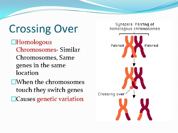 Crossing Over �Homologous Chromosomes- Similar Chromosomes, Same genes in the same location �When the