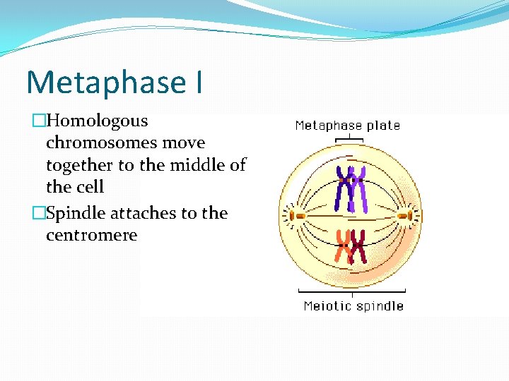 Metaphase I �Homologous chromosomes move together to the middle of the cell �Spindle attaches