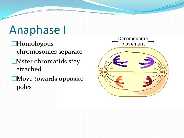 Anaphase I �Homologous chromosomes separate �Sister chromatids stay attached �Move towards opposite poles 