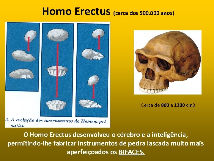 Homo Erectus (cerca dos 500. 000 anos) Cerca de 800 a 1300 cm 3