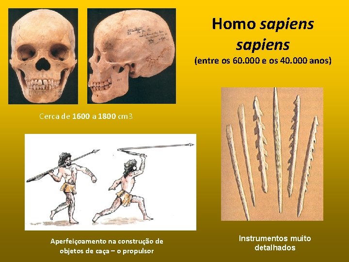 Homo sapiens (entre os 60. 000 e os 40. 000 anos) Cerca de 1600