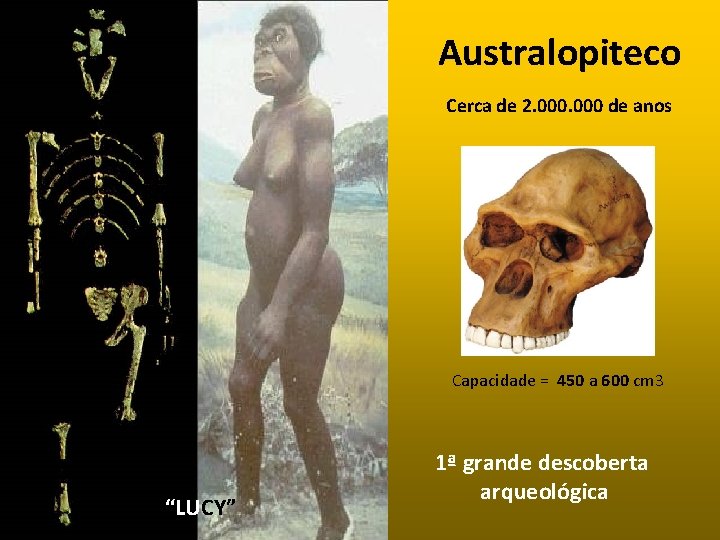 Australopiteco Cerca de 2. 000 de anos Capacidade = 450 a 600 cm 3