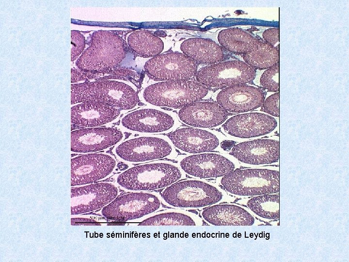 Tube séminifères et glande endocrine de Leydig 