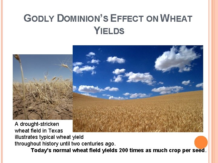 GODLY DOMINION’S EFFECT ON WHEAT YIELDS A drought-stricken wheat field in Texas illustrates typical