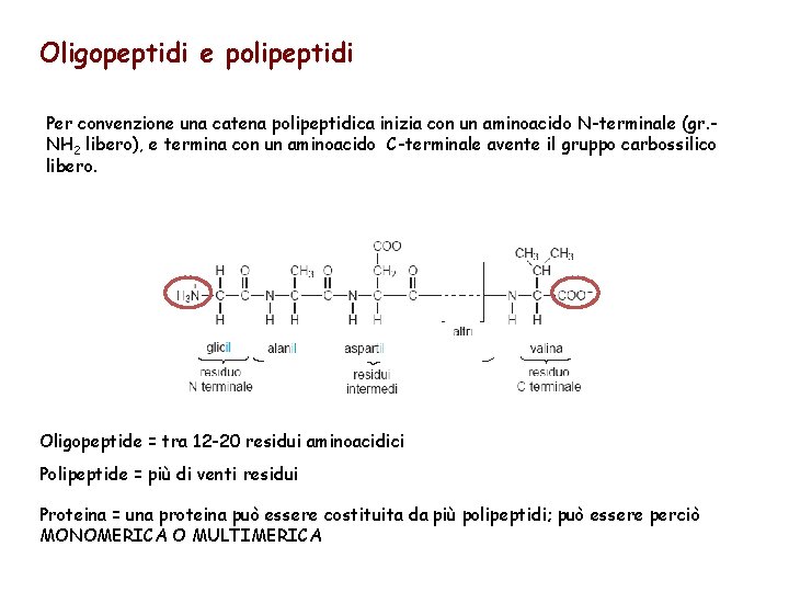 Oligopeptidi e polipeptidi Per convenzione una catena polipeptidica inizia con un aminoacido N-terminale (gr.