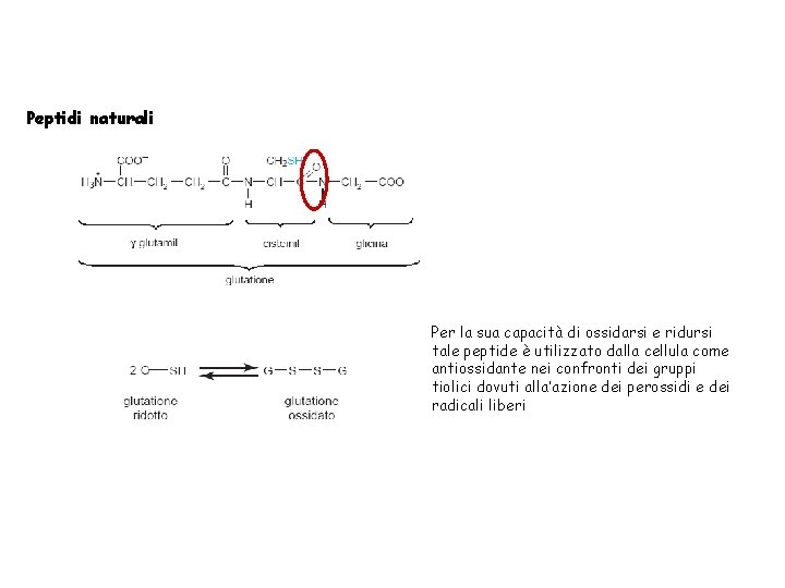 Peptidi naturali Per la sua capacità di ossidarsi e ridursi tale peptide è utilizzato