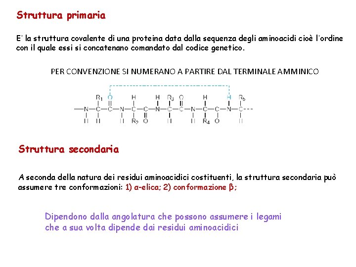 Struttura primaria E’ la struttura covalente di una proteina data dalla sequenza degli aminoacidi