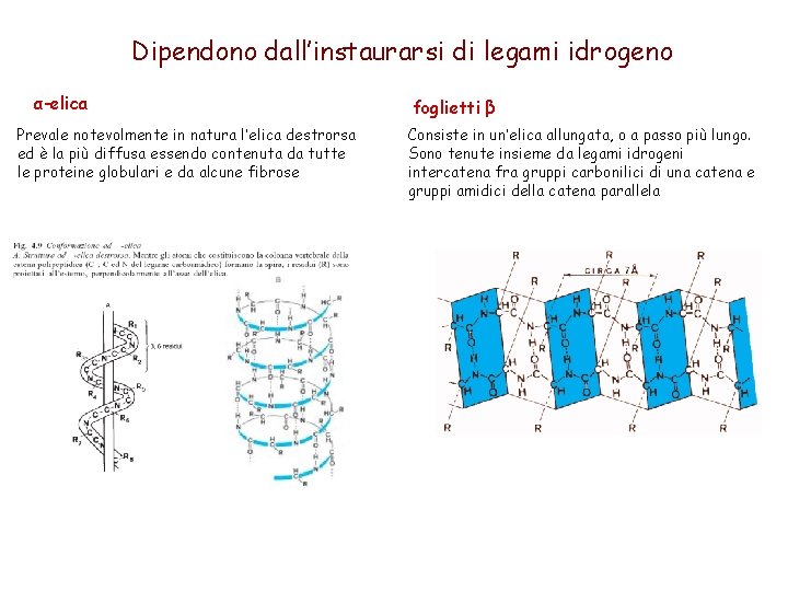 Dipendono dall’instaurarsi di legami idrogeno α-elica Prevale notevolmente in natura l’elica destrorsa ed è