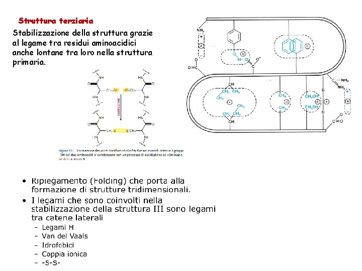 Struttura terziaria Stabilizzazione della struttura grazie al legame tra residui aminoacidici anche lontane tra