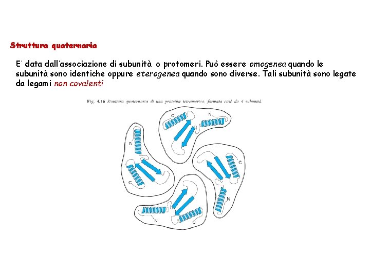 Struttura quaternaria E’ data dall’associazione di subunità o protomeri. Può essere omogenea quando le