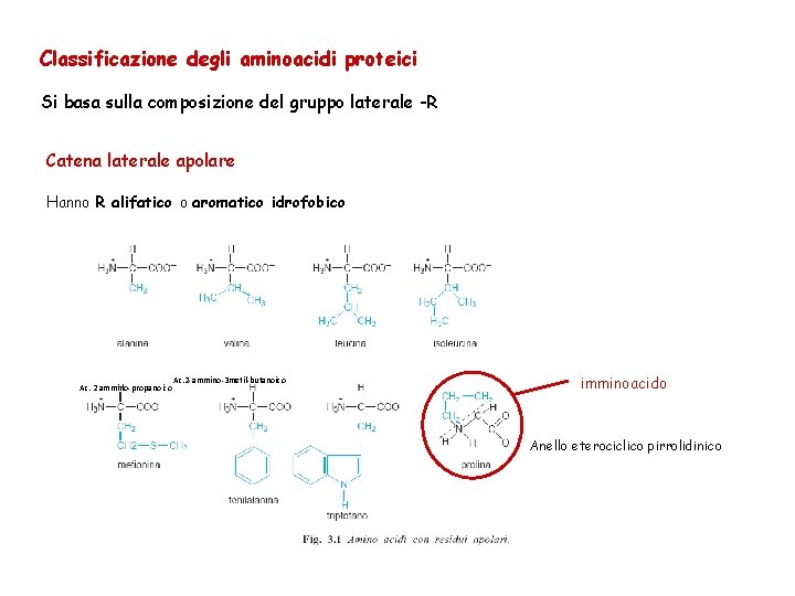 Classificazione degli aminoacidi proteici Si basa sulla composizione del gruppo laterale -R Catena laterale