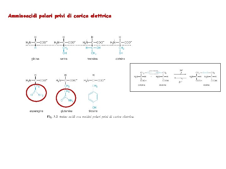 Amminoacidi polari privi di carica elettrica 