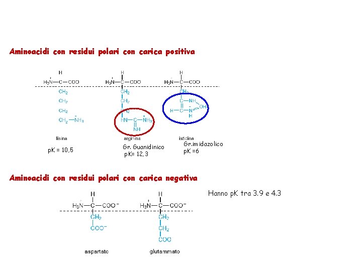 Aminoacidi con residui polari con carica positiva p. K = 10, 5 Gr. Guanidinico