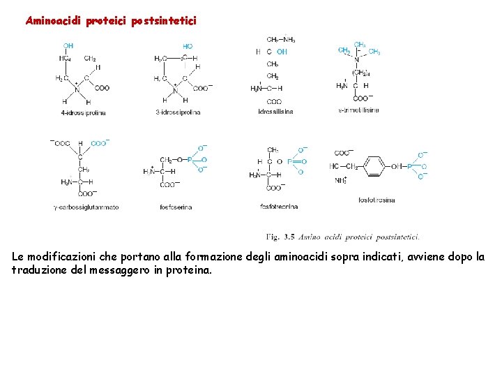 Aminoacidi proteici postsintetici Le modificazioni che portano alla formazione degli aminoacidi sopra indicati, avviene