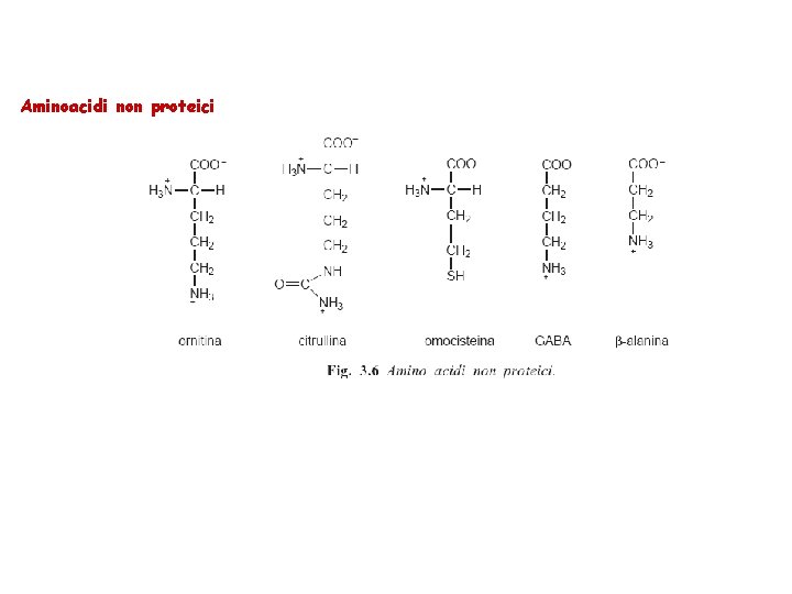 Aminoacidi non proteici 