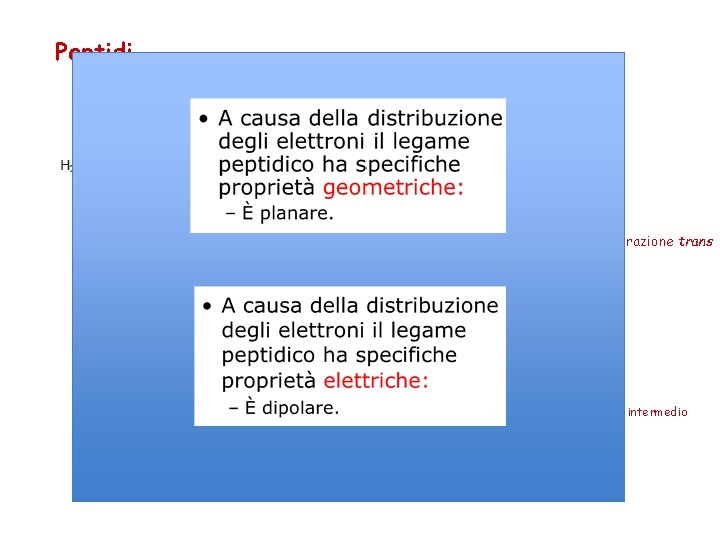 Peptidi Legame carbammidico o peptidico Configurazione trans Struttura planare senza possibilità di rotazione Grazie