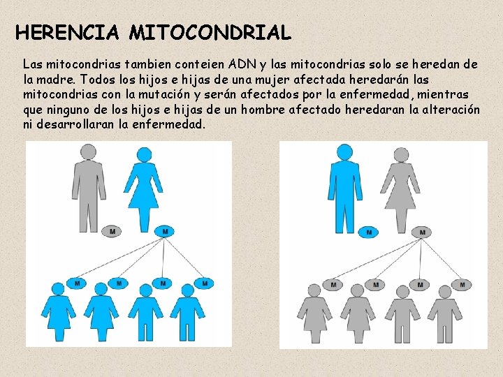 HERENCIA MITOCONDRIAL Las mitocondrias tambien conteien ADN y las mitocondrias solo se heredan de