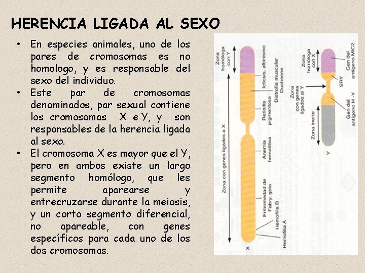 HERENCIA LIGADA AL SEXO • En especies animales, uno de los pares de cromosomas