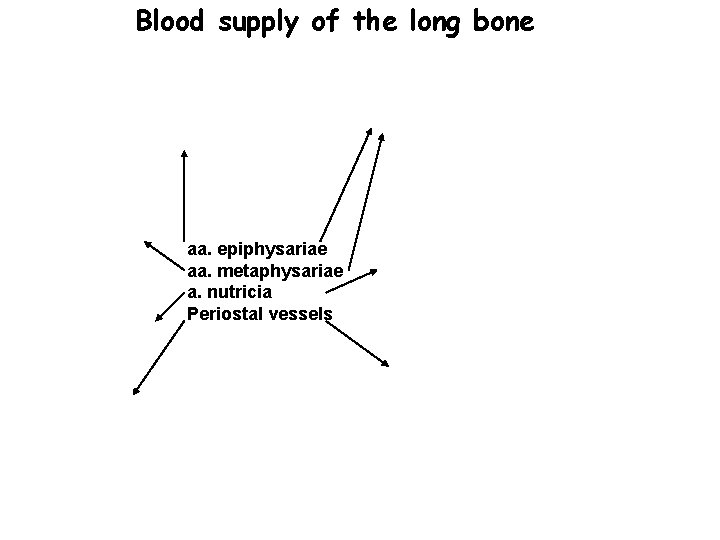 Blood supply of the long bone aa. epiphysariae aa. metaphysariae a. nutricia Periostal vessels