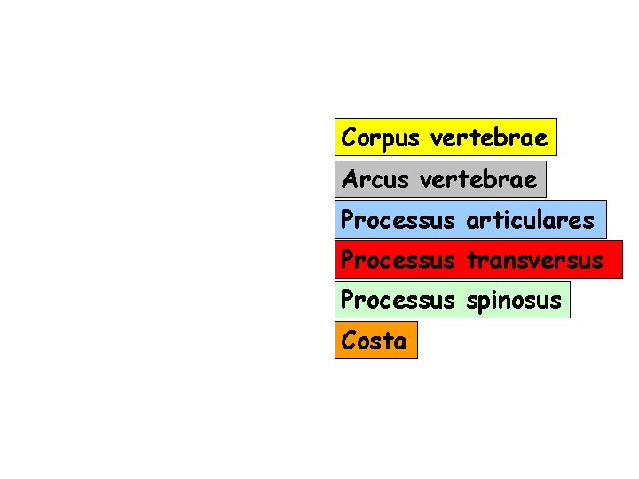 Corpus vertebrae Arcus vertebrae Processus articulares Processus transversus Processus spinosus Costa 