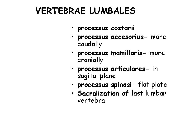 VERTEBRAE LUMBALES • processus costarii • processus accesorius- more caudally • processus mamillaris- more