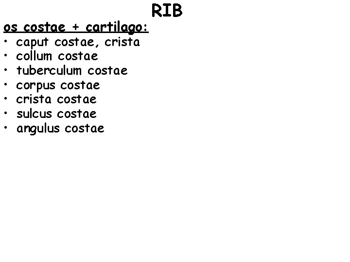 os costae + cartilago: • • caput costae, crista collum costae tuberculum costae corpus