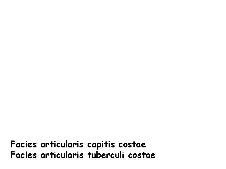 Facies articularis capitis costae Facies articularis tuberculi costae 