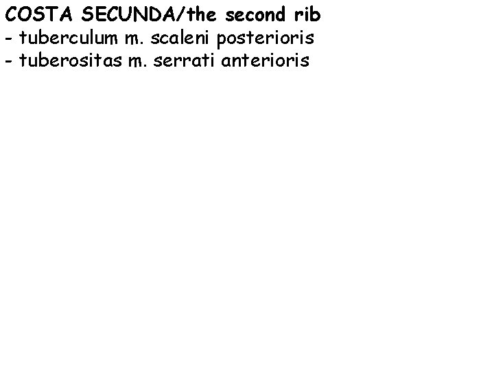 COSTA SECUNDA/the second rib - tuberculum m. scaleni posterioris - tuberositas m. serrati anterioris
