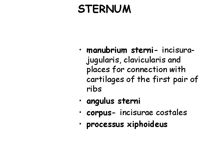 STERNUM • manubrium sterni- incisurajugularis, clavicularis and places for connection with cartilages of the