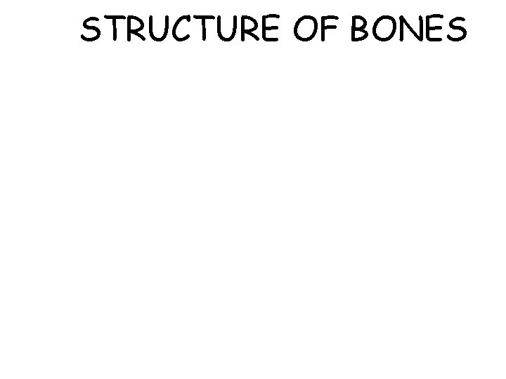 STRUCTURE OF BONES 