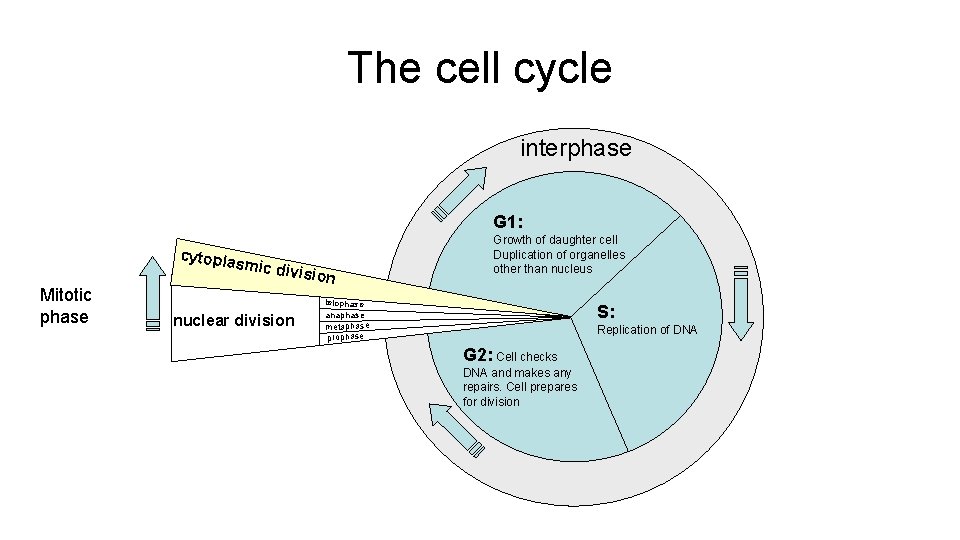 The cell cycle interphase G 1: cytopla s mic div Mitotic phase nuclear division