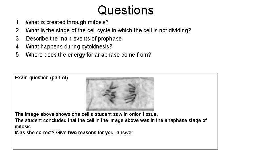 Questions 1. 2. 3. 4. 5. What is created through mitosis? What is the