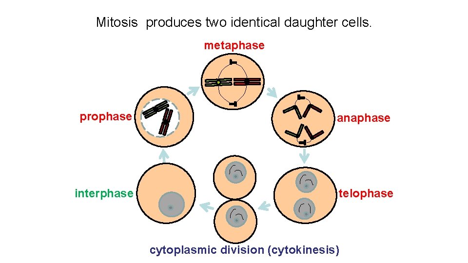 Mitosis produces two identical daughter cells. metaphase prophase anaphase interphase telophase cytoplasmic division (cytokinesis)