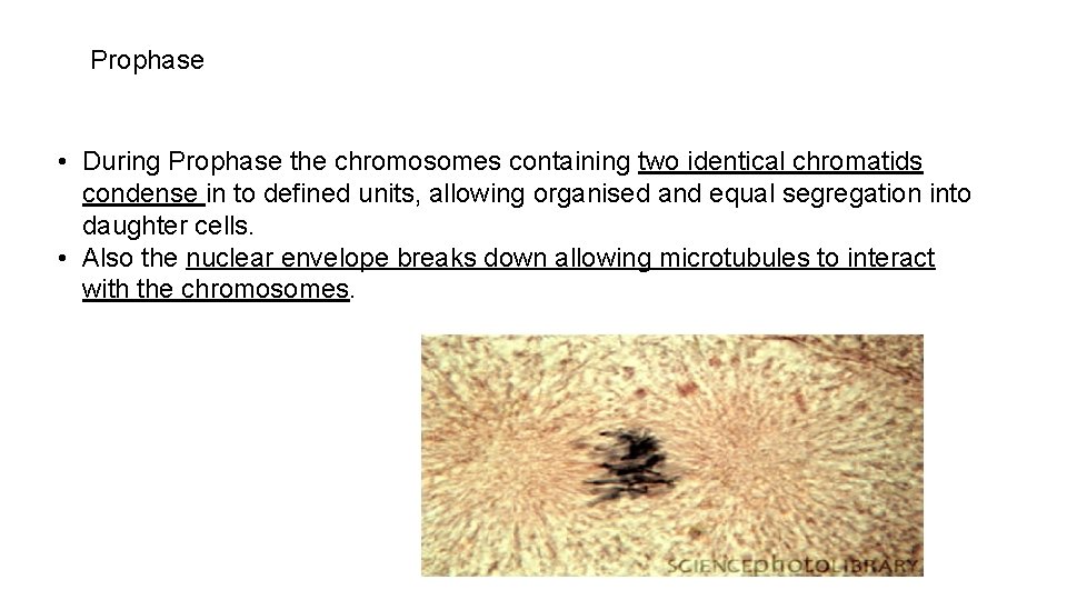 Prophase • During Prophase the chromosomes containing two identical chromatids condense in to defined
