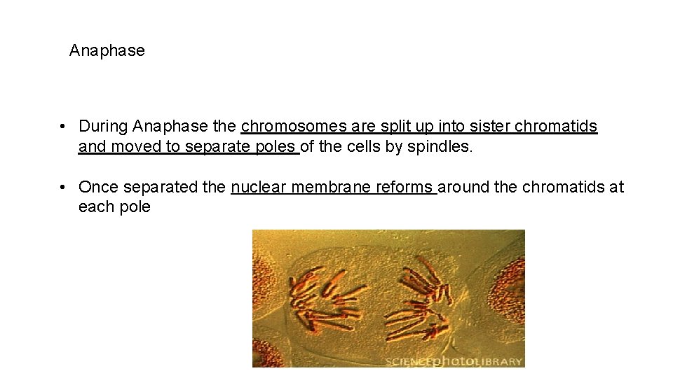 Anaphase • During Anaphase the chromosomes are split up into sister chromatids and moved
