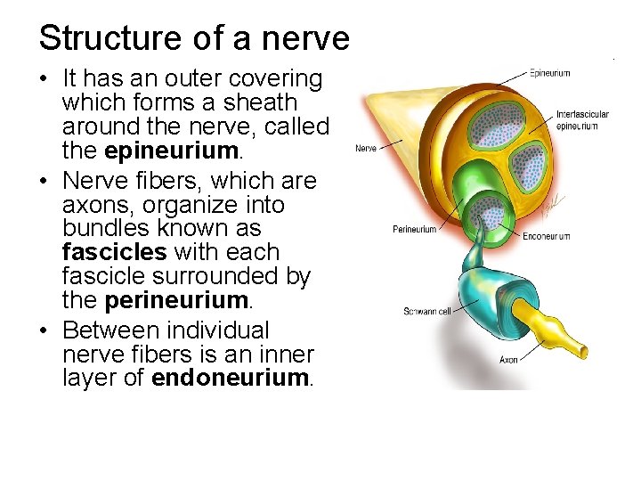 Structure of a nerve • It has an outer covering which forms a sheath