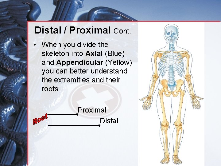 Distal / Proximal Cont. • When you divide the skeleton into Axial (Blue) and