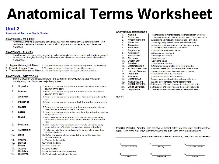 Anatomical Terms Worksheet 