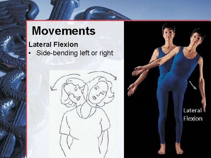 Movements Lateral Flexion • Side-bending left or right 