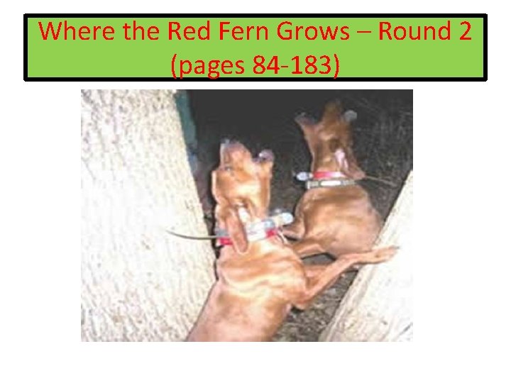 Where the Red Fern Grows – Round 2 (pages 84 -183) 