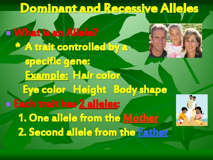 Dominant and Recessive Alleles What is an Allele? * A trait controlled by a