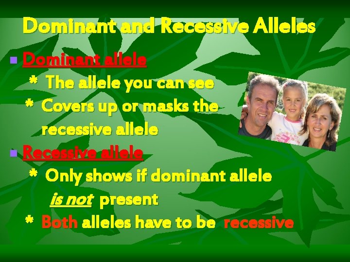 Dominant and Recessive Alleles Dominant allele * The allele you can see * Covers